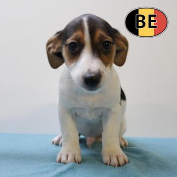 Jack Russell - Speelse pups te koop beschikbaar voor biedingen