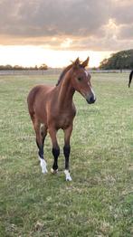 Luxe mooi merrie veulen, Dieren en Toebehoren, Merrie, Niet van toepassing, Dressuurpaard, 0 tot 2 jaar
