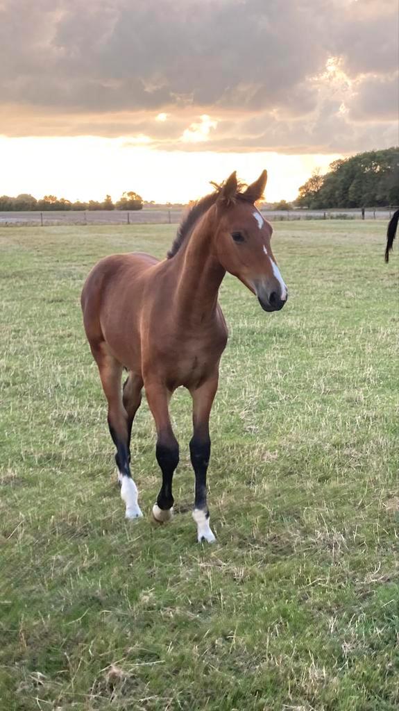 Luxe mooi merrie veulen, Dieren en Toebehoren, Paarden, Merrie, Niet van toepassing, 165 tot 170 cm, 0 tot 2 jaar, Dressuurpaard
