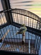 postuur kanaries, Dieren en Toebehoren, Vogels | Kanaries, Postuurkanarie