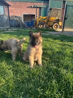 Prachtige Tervuerense herder pups, België, Particulier, Reu, CDV (hondenziekte)