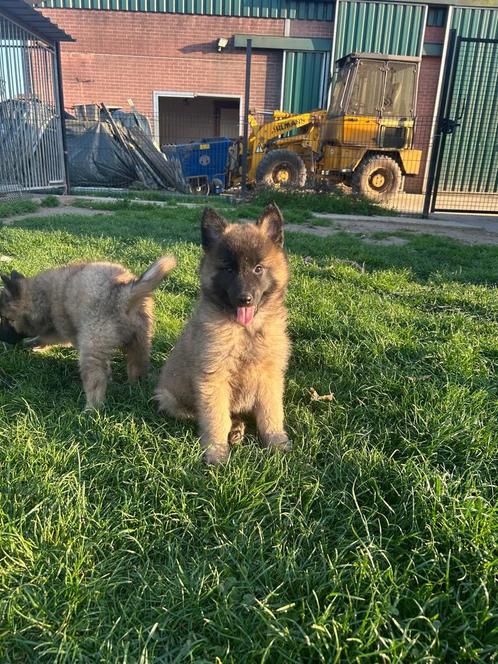 Prachtige Tervuerense herder pups, Dieren en Toebehoren, Honden | Herdershonden en Veedrijvers, Reu, Herder, Particulier, Meerdere