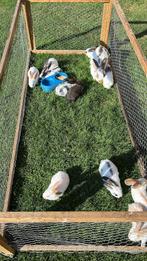11 jonge konijntjes, Dieren en Toebehoren, Konijnen