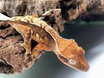 Wimpergekko met terrarium, Dieren en Toebehoren, Met terrarium
