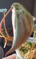 Philodendron Micans Velvet Halo variegata, Ophalen of Verzenden