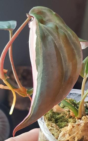 Philodendron Micans Velvet Halo variegata beschikbaar voor biedingen