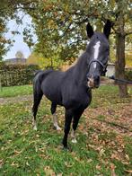 Gelderse merrie, Dieren en Toebehoren, Paarden, Merrie, Gechipt, L, 160 tot 165 cm