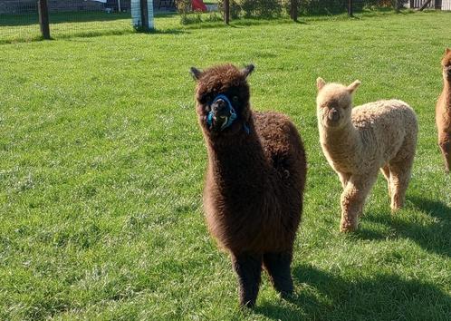 Alpaca, Dieren en Toebehoren, Overige Dieren, Meerdere dieren