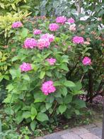 hortensias roses - prix de 30 € à 40 €, Jardin & Terrasse, Moins de 100 cm, Enlèvement ou Envoi, Arbuste, Hortensia