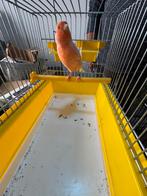 Oranje pop 2025 (10), Dieren en Toebehoren, Vogels | Kanaries, Vrouwelijk, Kleurkanarie