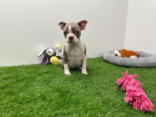 Boston Terrier pups, Dieren en Toebehoren, Honden | Jack Russells en Terriërs, Meerdere dieren, Overige rassen, Fokker | Professioneel