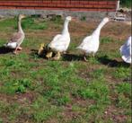 Ganzen kuikens, Dieren en Toebehoren, Pluimvee, Meerdere dieren, Gans of Zwaan