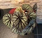begonia Fedor, Huis en Inrichting, Kamerplanten, Ophalen, Overige soorten, Halfschaduw, Minder dan 100 cm