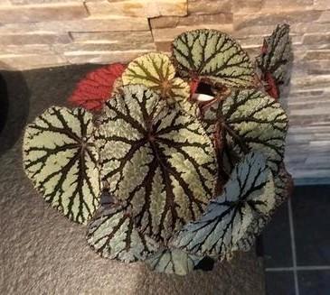 begonia Fedor, Huis en Inrichting, Kamerplanten, Overige soorten, Minder dan 100 cm, Bloeiende kamerplant, Halfschaduw, Ophalen