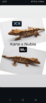 Leuke Tricolor wimpergekko baby, Dieren en Toebehoren, Hagedis, Tam, 0 tot 2 jaar
