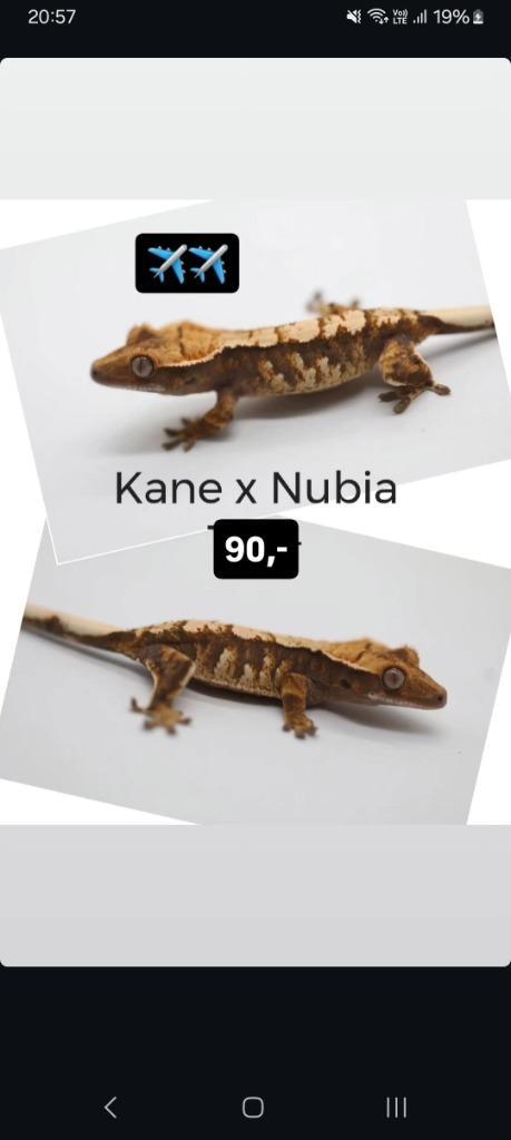 Leuke Tricolor wimpergekko baby, Dieren en Toebehoren, Reptielen en Amfibieën, Hagedis, 0 tot 2 jaar, Tam