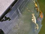 Kooi vissen, Karper of Koi