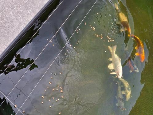 Kooi vissen, Dieren en Toebehoren, Vissen | Vijvervissen, Karper of Koi