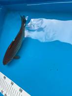 Gratis karpertje, Dieren en Toebehoren, Vissen | Vijvervissen, Karper of Koi