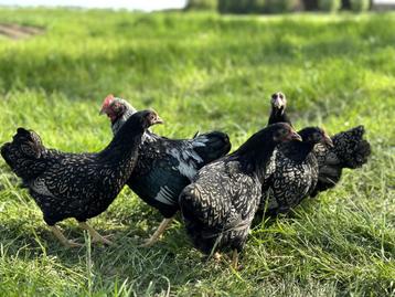 Barnevelder krielkippen zilver gezoomd hen gesekst + ingeënt beschikbaar voor biedingen