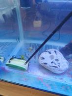 Ancitrussen, Dieren en Toebehoren, Vissen | Aquariumvissen