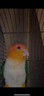 Caique white belly 1 jaar oud tam roestkop, Tam