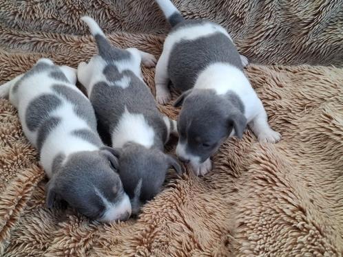 Jack Russel pups
