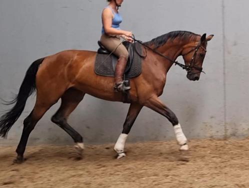 Super mooie dragende merrie van Jazz, Dieren en Toebehoren, Paarden, Merrie, Z, 170 tot 175 cm, 11 jaar of ouder, Dressuurpaard