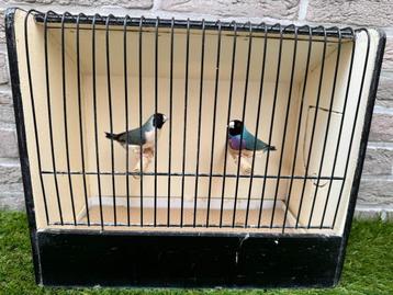 Koppel blauwe gouldamadines / goulds te koop 2, Oiseau tropical