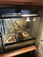 Korenslang + terrarium, Dieren en Toebehoren, Reptielen en Amfibieën | Toebehoren, Ophalen, Zo goed als nieuw