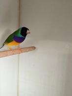 Gouldamandines , Goulds, Dieren en Toebehoren, Vogels | Overige Vogels, Mannelijk, Tropenvogel