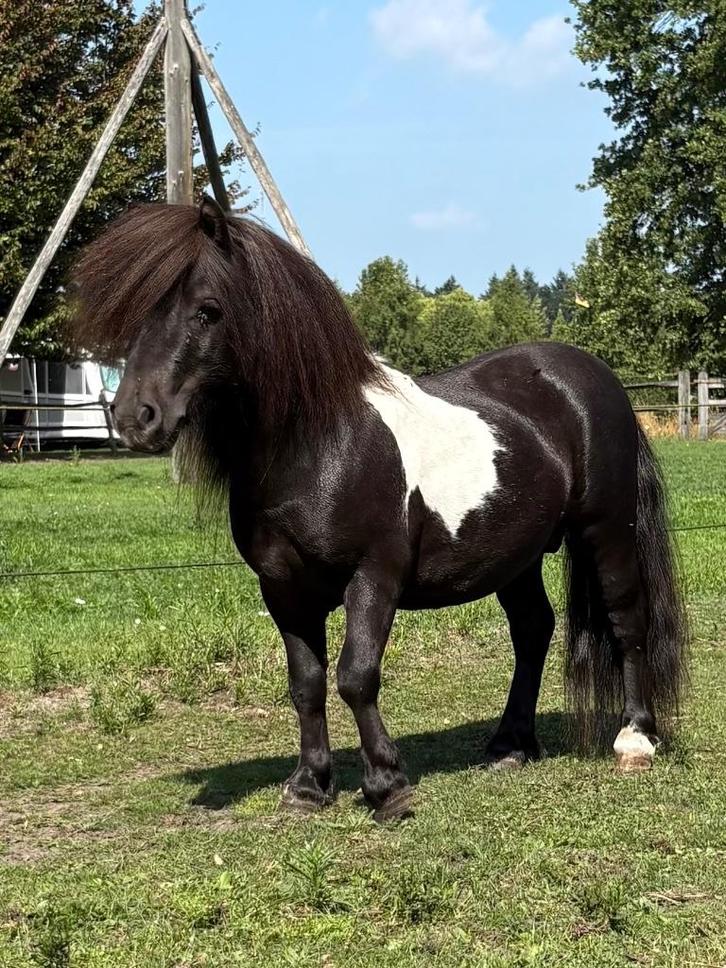 Mini Shetlander hengst 3 jaar, Dieren en Toebehoren, Pony's, Hengst, Niet van toepassing, A pony (tot 1.17m), Recreatiepony, 3 tot 6 jaar