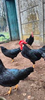 Zwarte leghorn eieren, Poule ou poulet, Sexe inconnu