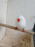 Witte Zebravink, Mannelijk, Tropenvogel