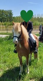 Welsh A-ponymerrie, top kinderpony, Dieren en Toebehoren, Merrie, B, Gechipt, A pony (tot 1.17m)
