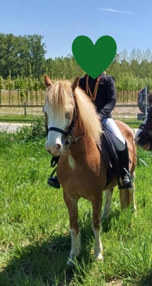 Welsh A-ponymerrie, top kinderpony, Dieren en Toebehoren, Pony's, Merrie, B, A pony (tot 1.17m), Recreatiepony, 3 tot 6 jaar, Met stamboom