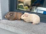 Jonge cavias, Dieren en Toebehoren, Cavia