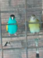 Koppel hooded parkieten, Plusieurs animaux, Perruche, Bagué