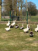Ganzen vrouwen en mannen, Dieren en Toebehoren, Pluimvee, Meerdere dieren, Gans of Zwaan
