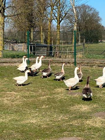 Ganzen vrouwen en mannen  beschikbaar voor biedingen