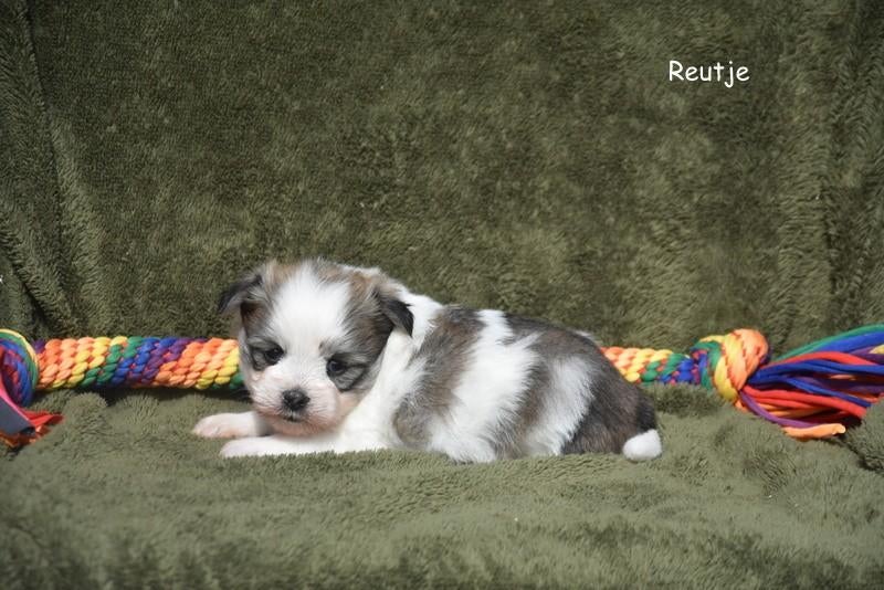 Boomertjes, Dieren en Toebehoren, Parvo, België, 8 tot 15 weken, Meerdere