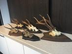 Ree geweien 5 stuks, Verzamelen, Dierenverzamelingen, Ophalen, Zo goed als nieuw
