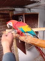 geelvleugel ara, Plusieurs animaux, Perroquet, Domestique