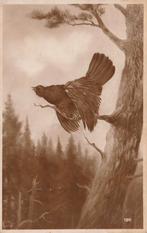 AUERHOEN, Verzamelen, Postkaarten | Dieren, Verzenden, 1920 tot 1940, Gelopen, Vogel