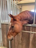 Leuk recreatiepaard springgefokt, Dieren en Toebehoren, Paarden, Merrie, Met stamboom, B, 3 tot 6 jaar