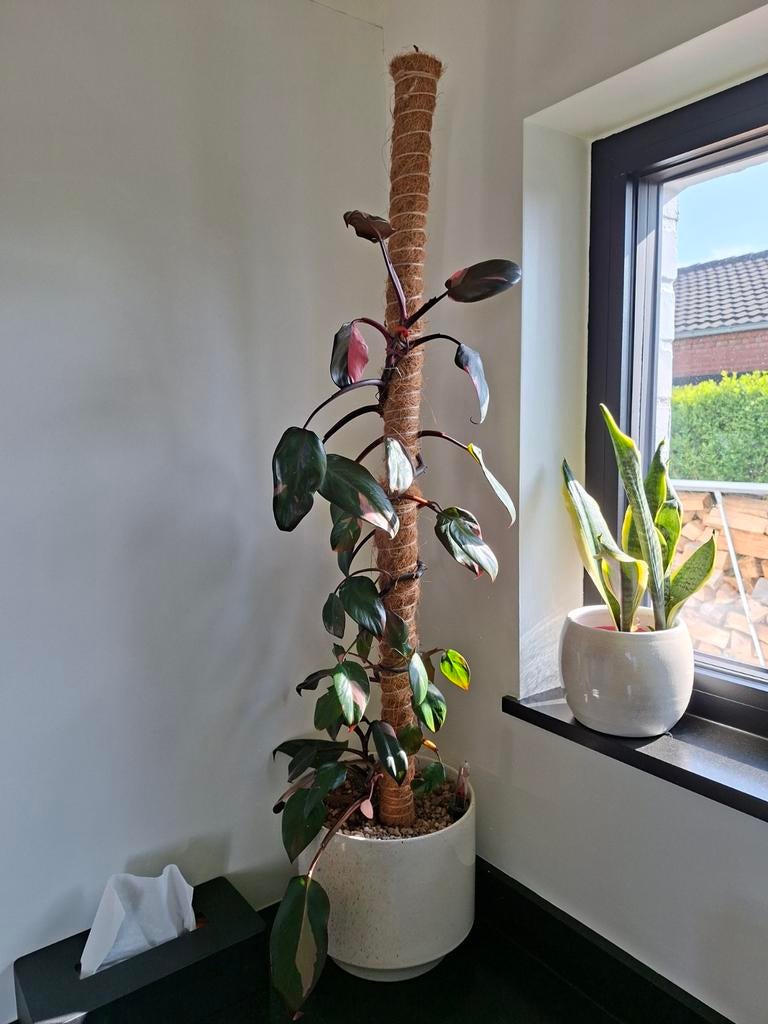 Philodendron Pink Princess, Maison & Meubles, Plantes d'intérieur, Enlèvement