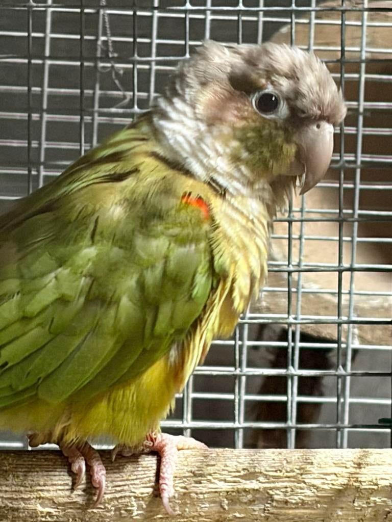 Bien lire l’annonce s’il vous plaît, Dieren en Toebehoren, Vogels | Parkieten en Papegaaien, Vrouwelijk