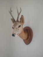 Tête de chevreuil, Enlèvement