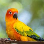 Recherche Conure (Affordable), Animaux & Accessoires