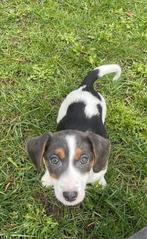 JACK RUSSEL, België, Particulier, Jack Russell Terriër, 8 tot 15 weken